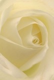 Drawn into the heart of a creamy white rose, you are surrounded by the delicate architecture of nature's design-soft, outward-unfurling petals that seem to cradle the gentle light of dawn. The spiraling core is captured in a moment of perfect calm, its folds casting faint, poetic shadows that add layers of quiet drama. This perspective evokes the serene start of a day in Stratford, a peace often found in the delicate hush over Abbey Lane or the leafy stretches of the Greenway. The feeling is one of gentle reverence, making this rose a pure emblem of sympathy, admiration, or beginnings celebrated within our Stratford community. Its understated, sweet fragrance lingers in the mind, much like the memory of a heartfelt moment. The skilled hands of local florists are evident in the way each petal is coaxed into place, ensuring that every sentiment-no matter how delicate-is beautifully expressed when this bloom is delivered to doorsteps across Stratford.